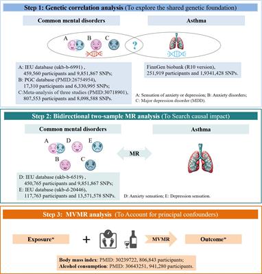 Genetic analyses of the bidirectional associations between common mental disorders and asthma